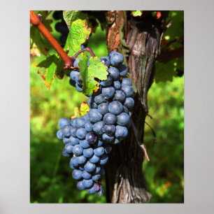 Affiche Une grappe de raisin Merlot mûr sur une vigne avec