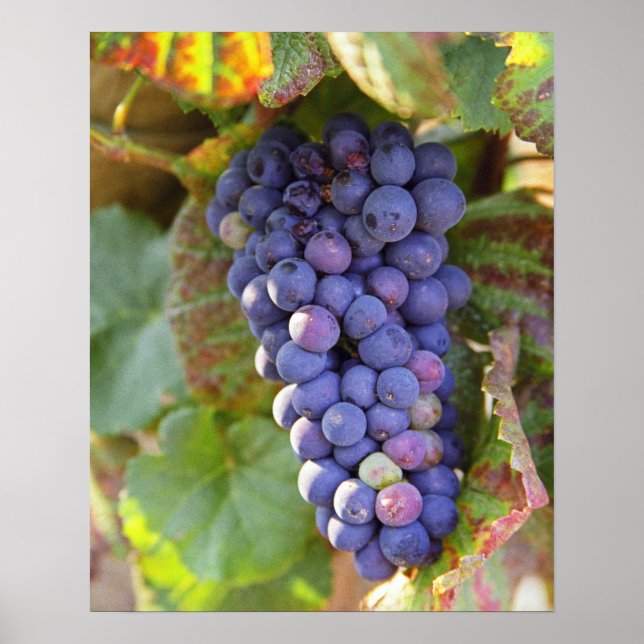 Affiche Une grappe de raisins Pinot Noir dans un Chamberti (Devant)