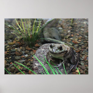 Affiche Une grenouille heureuse