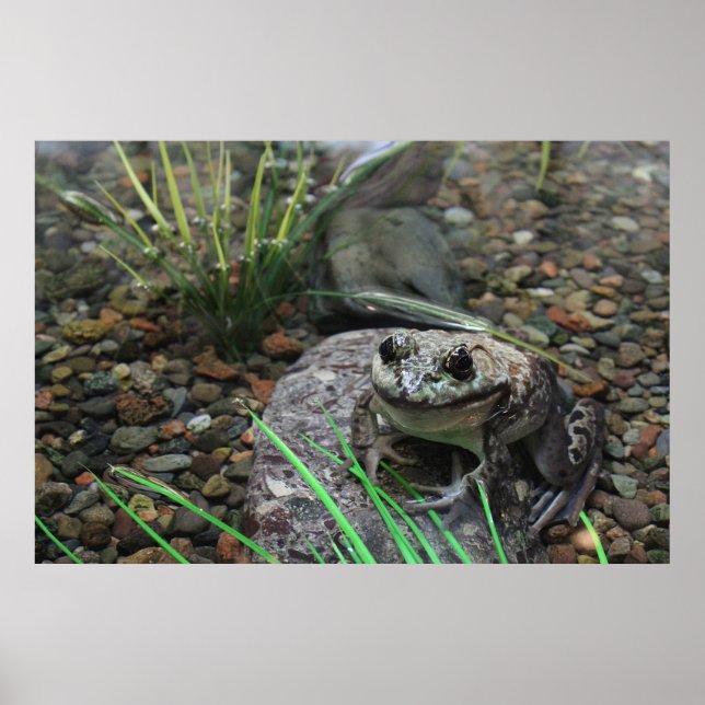 Affiche Une grenouille heureuse (Devant)