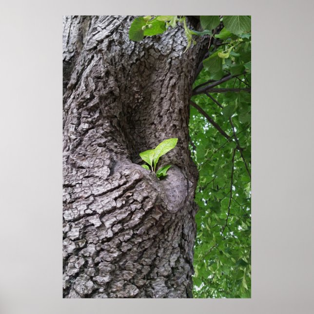 Affiche Une nouvelle brindille (Devant)