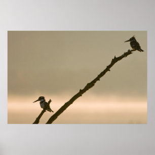 Affiche Une Paire De Pêcheurs À La Mouche (Ceryle Rudis)