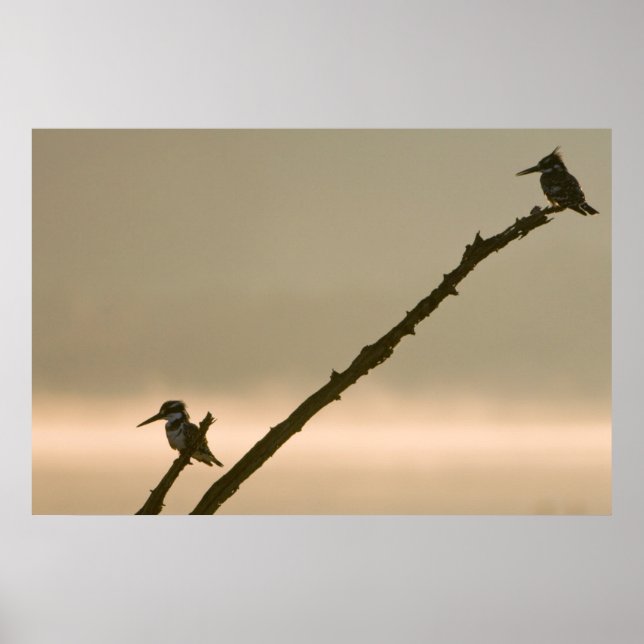 Affiche Une Paire De Pêcheurs À La Mouche (Ceryle Rudis) (Devant)