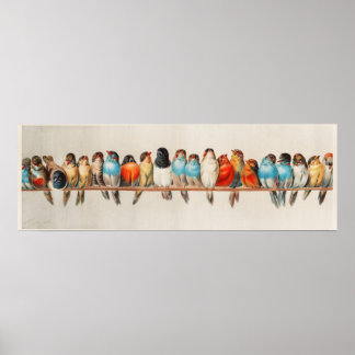 Affiche Une perche d'oiseaux Illustration Vintage