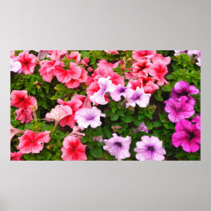Affiche Une photo nature est une belle fleur de pétunia. P