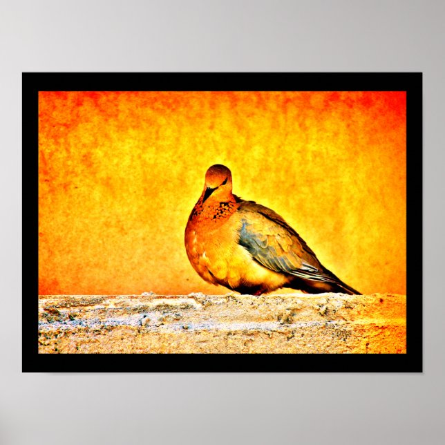 Affiche Une princesse de colombe (Devant)