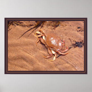 Affiche Une Rive Crustale