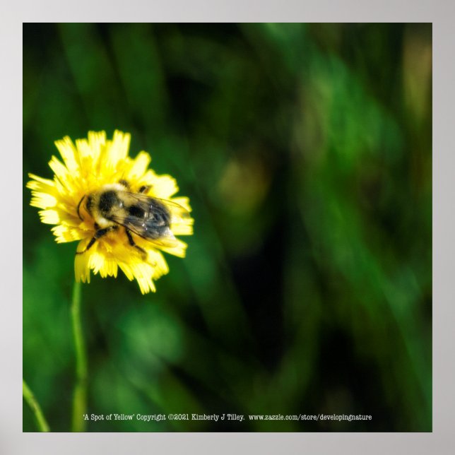 Affiche Une tache de jaune (Devant)