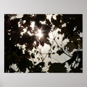 Affiche Une tache lumineuse dans une forêt foncée