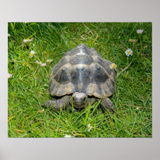 Affiche Une tortue dans l'herbe