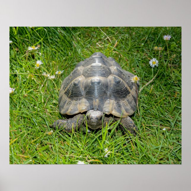 Affiche Une tortue dans l'herbe (Devant)