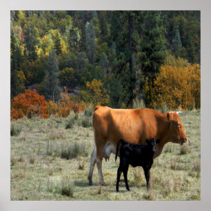 Affiche Une vache et son veau.....