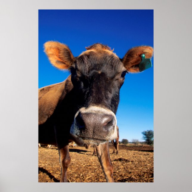 Affiche Une vache jersey curieuse (Devant)