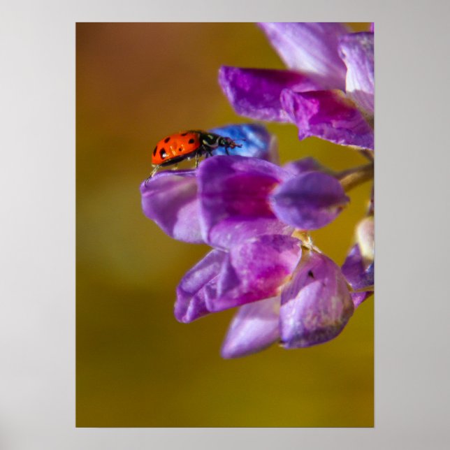 Affiche Une vie de bugs. (Devant)