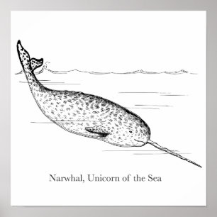 Affiche Unicorne de baleine de Narwhal de la mer