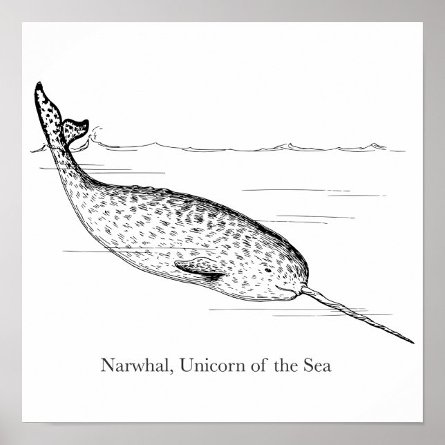 Affiche Unicorne de baleine de Narwhal de la mer (Devant)