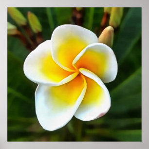 Affiche Unique Frangipani Blossom Realism Art