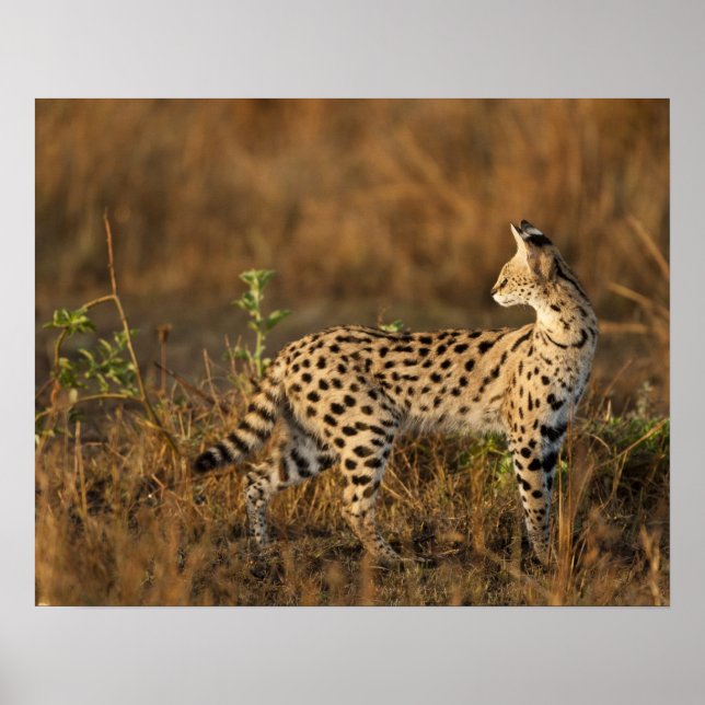 Affiche Upper Mara, Masai Mara Game Reserve, Kenya, (Devant)