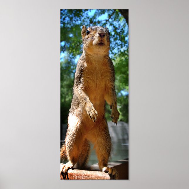 Affiche Upright Squirrel (Devant)