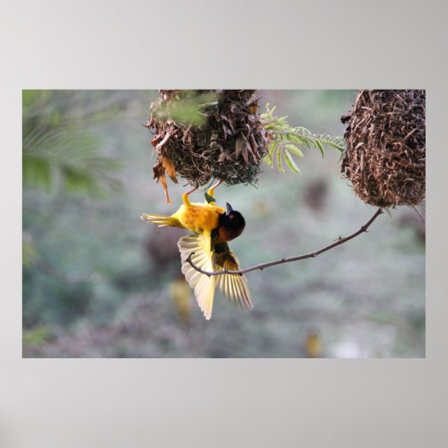 Affiche Upside down (Devant)