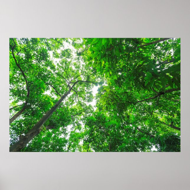 Affiche Upward View of Trees (Devant)