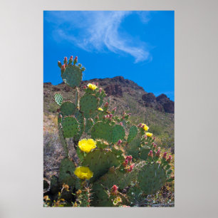 Affiche USA, Arizona. Cactus Dans Les Collines
