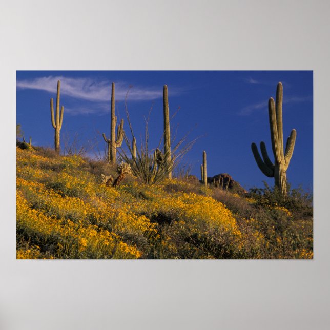 Affiche USA, Arizona, Organ Pipe Cactus National 2 (Devant)