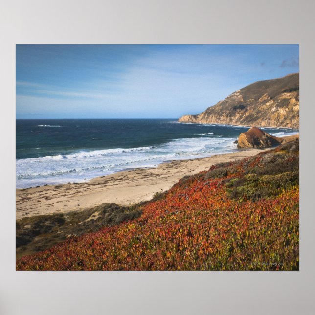 Affiche USA, Californie, Big Sur, plantes rouges par plage (Devant)