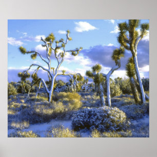 Affiche USA, Californie, Parc national de Joshua Tree. 2