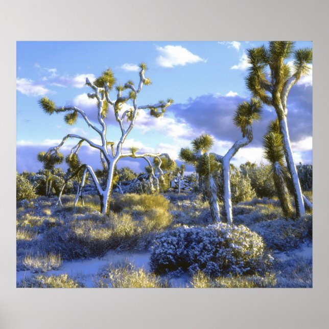 Affiche USA, Californie, Parc national de Joshua Tree. 2 (Devant)