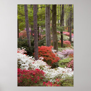 Affiche USA, Géorgie, Pine Mountain. Une forêt de