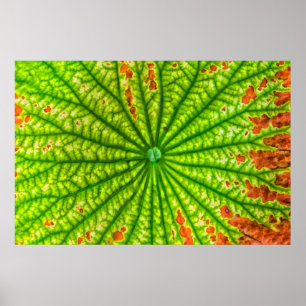 Affiche USA, Géorgie, Savannah, Gros Plan De Lotus Leaf