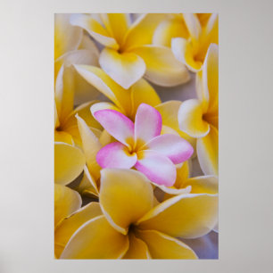 Affiche USA, Hawaii, Oahu, Plumeria fleurs en fleurs 1