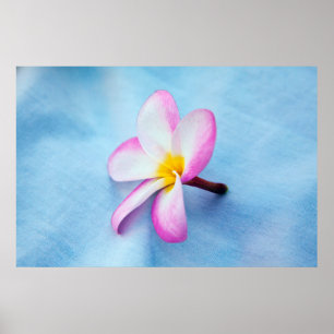 Affiche USA, Hawaii, Oahu, Plumeria fleurs en fleurs 2
