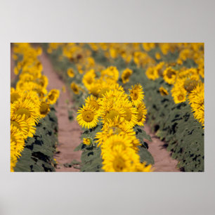 Affiche USA, Kansas. Tournesols (Helianthus Annuus)
