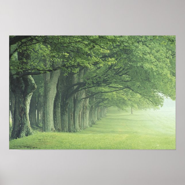 Affiche USA, Kentucky. Ligne d'arbres au printemps (Devant)