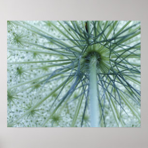 Affiche USA, Michigan. La dentelle de la reine-Anne vue de