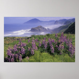 Affiche USA, Oregon, Nesika Beach. Lupine et Oregon