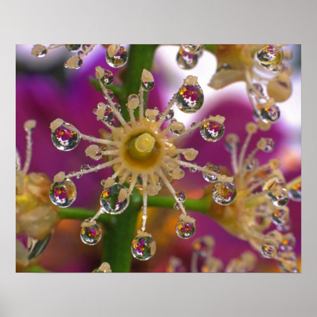 Affiche USA, Oregon, Portland. Les fleurs de cosmos se ref (Devant)