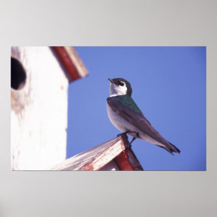 Affiche USA, Oregon. Violet-Green Swallow Tachycineta