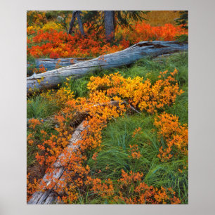Affiche USA, Oregon, Willamette National Forest