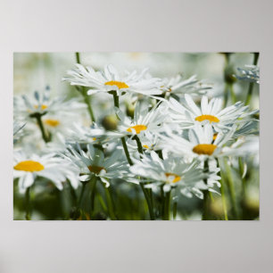 Affiche USA, Oregon, Willamette Valley, Sélectif