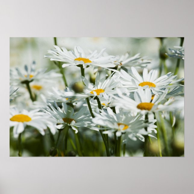 Affiche USA, Oregon, Willamette Valley, Sélectif (Devant)