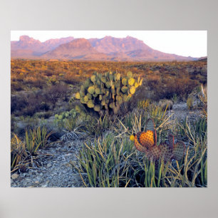 Affiche USA, Texas, Big Bend NP. Un crépuscule rose sable