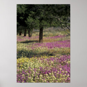 Affiche USA, Texas, Sand Verbena and Brown-eyed