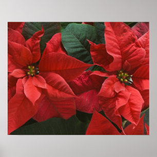 Affiche USA, WA, Red Poinsettia Detail (Euphorbia