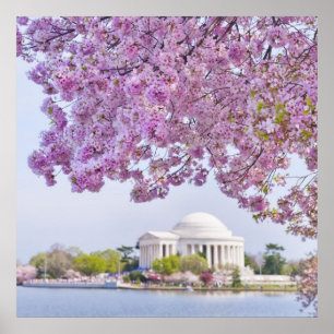 Affiche USA, Washington DC, Cherry tree in floraison
