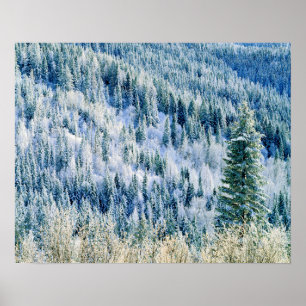 Affiche USA, Washington, Mt. Spokane State Park, Aspen 2