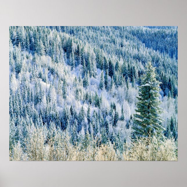 Affiche USA, Washington, Mt. Spokane State Park, Aspen 2 (Devant)