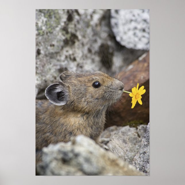 Affiche USA, Washington, North Cascades National Park, (Devant)